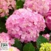 Havehortensia `Pink Lollipop` -LivsSpire Salgsbutik havehostensia20pink20lillipop