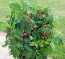 Hindbær `Patio Red`