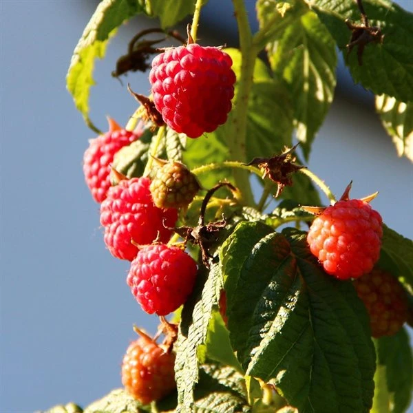 Hindbær `Algonquin` 3 Hindbær `Algonquin`