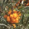 Havtorn Hunplante 'Sirola' -LivsSpire Salgsbutik hippophae sirola