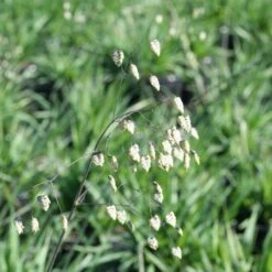 Hjertegræs `Briza Media`
