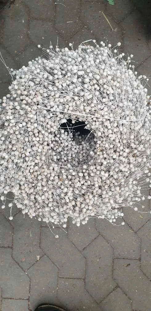 Hørkrans, Hvid 3 Hørkrans, Hvid