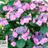 Havehortensia 'Blueberry Chesecake' PW -LivsSpire Salgsbutik hyd.20blueberry