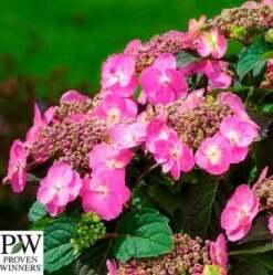 Havehortensia 'Cotton Candy` PW
