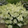 Syrenhortensia 'BOBO' -LivsSpire Salgsbutik hyd20bobo