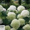 Træagtig Hortensia - 'STRONG ANNABELLE'® PW -LivsSpire Salgsbutik hyd20strong20annabelle