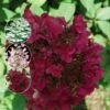 Syrenhortensia 'WIM´S RED' (R) -LivsSpire Salgsbutik hyd20wims20red