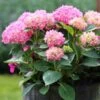 Havehortensia - 'BOUQUET ROSE' -LivsSpire Salgsbutik hydrangea mac bouquet rose