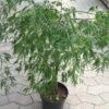 Japansk Ahorn (Dissectum Viride) -LivsSpire Salgsbutik japansk20ahorn