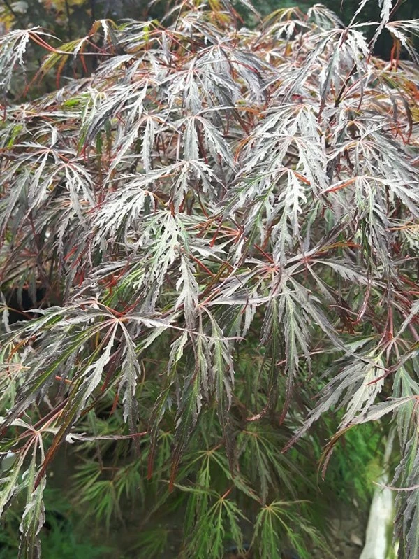 Japansk Dværgløn (Dissectum Garnet) 3 Japansk Dværgløn (Dissectum Garnet)