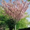 Japansk Kirsebærtræ `Kanzan` -LivsSpire Salgsbutik japansk20kirsebaer20kanzan