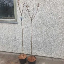 Rødbladet Japansk Kirsebær