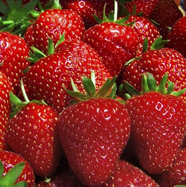 Jordbærplante `Florence` 6 Stk. 3 Jordbærplante `Florence` 6 Stk.