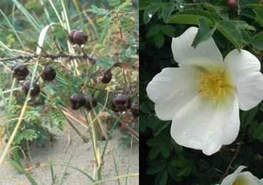 Klitrose Pimpinellifolia 30-50 Cm 3 Klitrose Pimpinellifolia 30-50 Cm