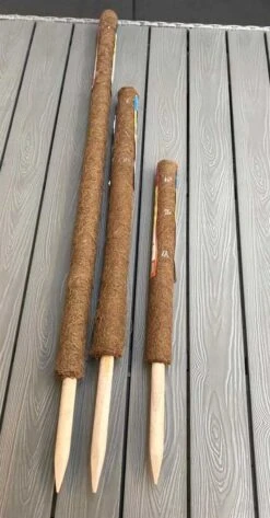 Kokosstok Til Stueplanter