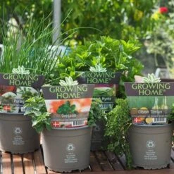 Krydderurter Fra Growing Home 2 Ltr.