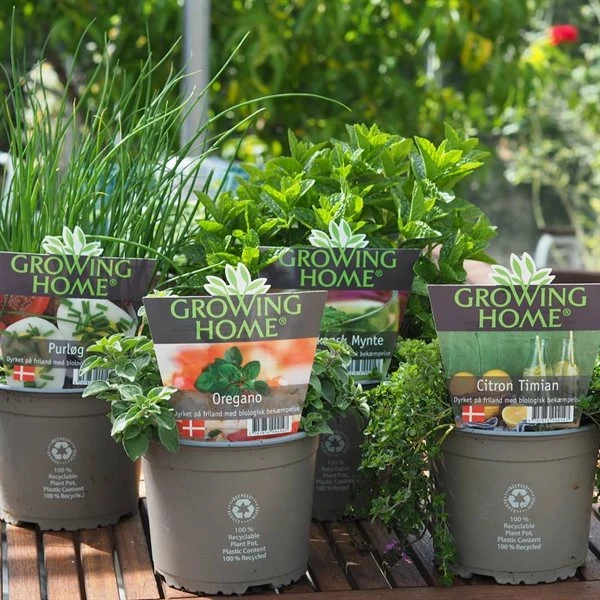 Krydderurter Fra Growing Home 2 Ltr. 3 Krydderurter Fra Growing Home 2 Ltr.