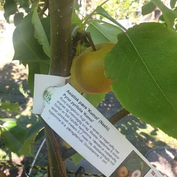 Asiatisk Pære 'Kumoi' 3 Asiatisk Pære 'Kumoi'