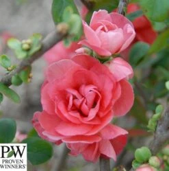 Japankvæde - Chaenomeles 'Pink Storm'(R) PW
