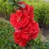 Japankvæde - Chaenomeles 'Scarlet Storm'(R)PW -LivsSpire Salgsbutik kvaede20roed