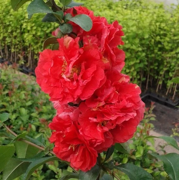 Japankvæde - Chaenomeles 'Scarlet Storm'(R)PW 3 Japankvæde - Chaenomeles 'Scarlet Storm'(R)PW