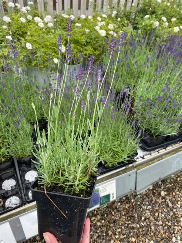 Lavendel `Hidcote Blue` 3 Lavendel `Hidcote Blue`