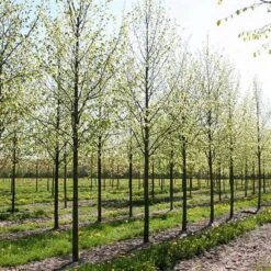 Kejserlind - Tilia V. Pallida SHOK 12-14