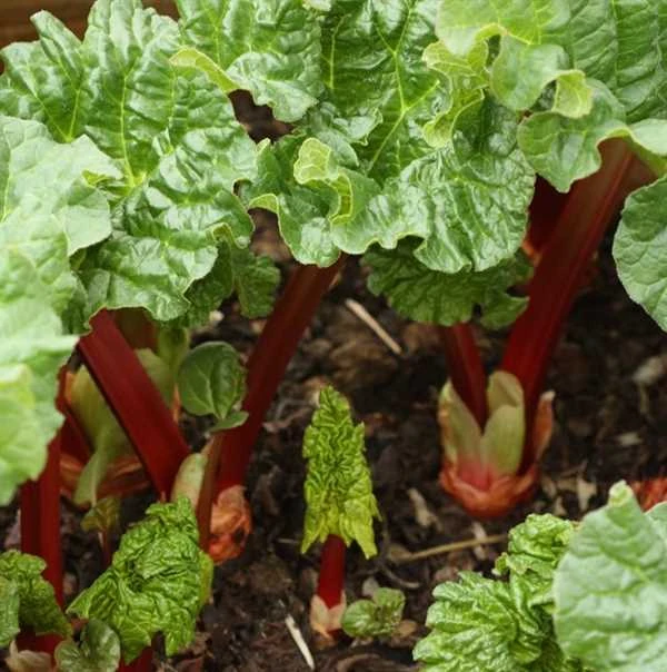 Rabarber 'Livingstone'®, Remonterende 3 Rabarber 'Livingstone'®, Remonterende