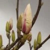 MAGNOLIA SOULANGIANA 5 L Potte