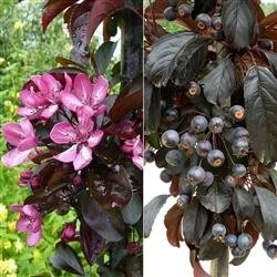 Paradisæbletræ `Aros` 3 Paradisæbletræ `Aros`