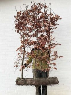 1 M Nemhæk Bøg 150cm