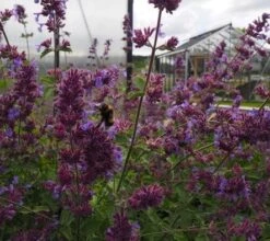 Blåkant/Katteurt 'Walker's Low' 