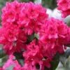 Rhododendron NOVA ZEMBLA 2 Rhododendron NOVA ZEMBLA -LivsSpire Salgsbutik nova