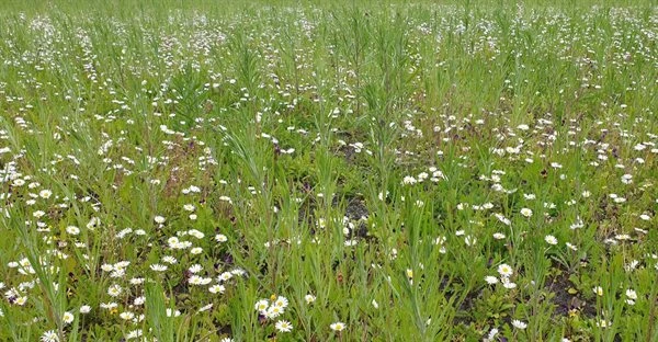 Ny Nordisk Blanding 1 Kg 3 Ny Nordisk Blanding 1 Kg