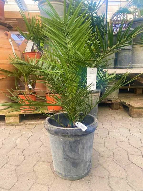 Phønixpalme 3 Phønixpalme