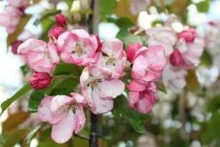 Paradisæbletræ `Rudolph`