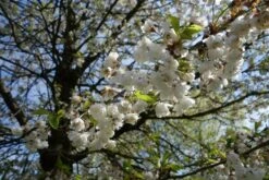 Fuglekirsebær - 'Plena' SHO 8-10 Cm