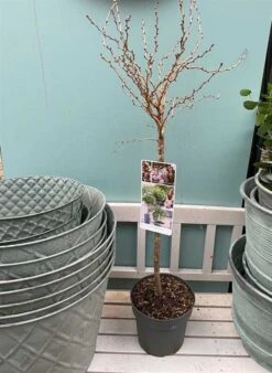 Japansk Prydkirsebær `Kojou-no-Mai`