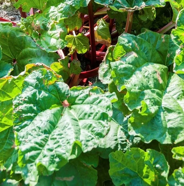 Rabarber `Berit` 3 Rabarber `Berit`