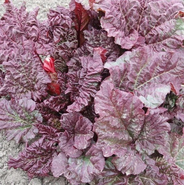 Rabarber `Elmsblitz` 3 Rabarber `Elmsblitz`