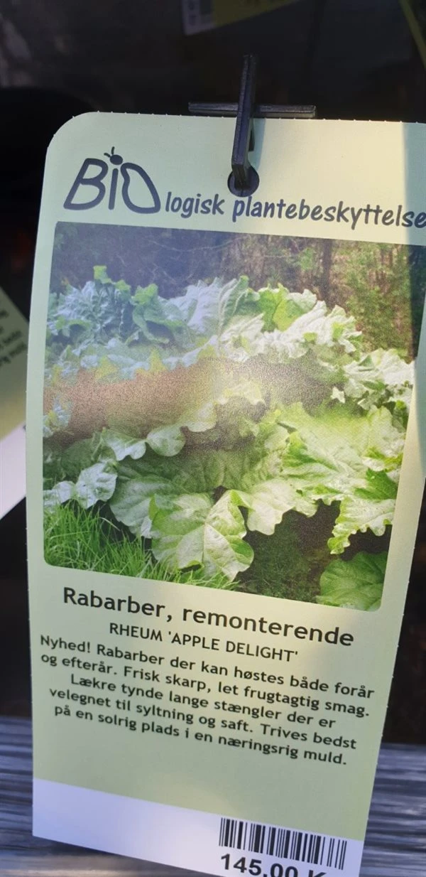 Rabarber `Apple Delight` 3 Rabarber `Apple Delight`