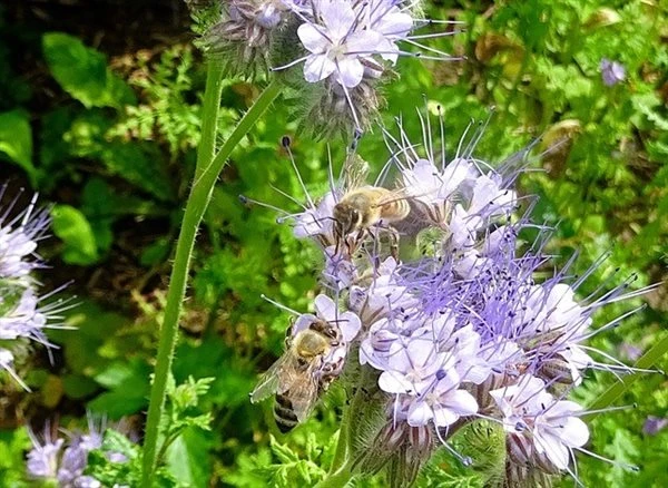 Bi - Venlig Plantepakke 3 Bi - Venlig Plantepakke