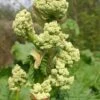Rabarber 'Glaskins Perpetual' 2 Rabarber 'Glaskins Perpetual' -LivsSpire Salgsbutik rheum rhubarb blomst
