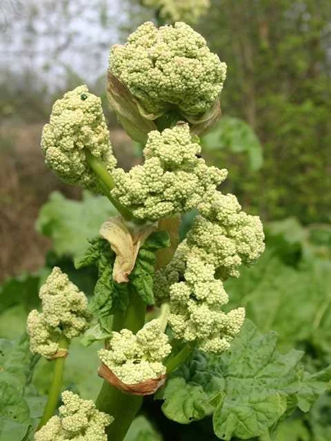 Rabarber 'Glaskins Perpetual' 3 Rabarber 'Glaskins Perpetual'