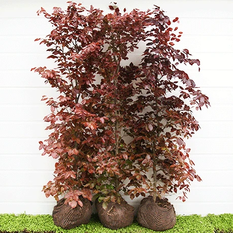 Herkules Rødbøg 3 Herkules Rødbøg