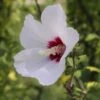 Syrisk Rose 'HELENE' -LivsSpire Salgsbutik rose of sharon 2752319 1280