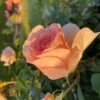 Rose - Royal Estelle Plant’n’Relax -LivsSpire Salgsbutik royal20estelle