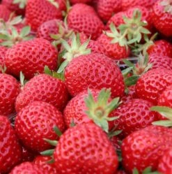 Jordbærplante `Senga Sengana` 6 Stk.