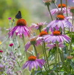 Sommerfugleblanding Blomstereng