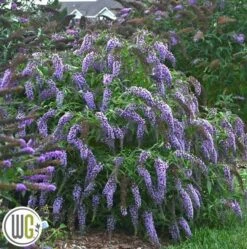 Sommerfuglebusk 'WISTERIA LANE'